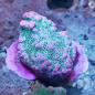 Preview: Montipora Pink Pussy